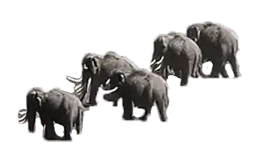 mammouths